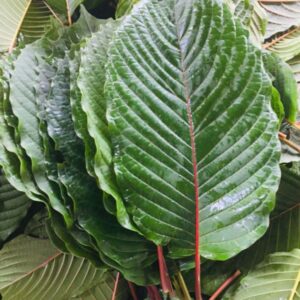 Kratom